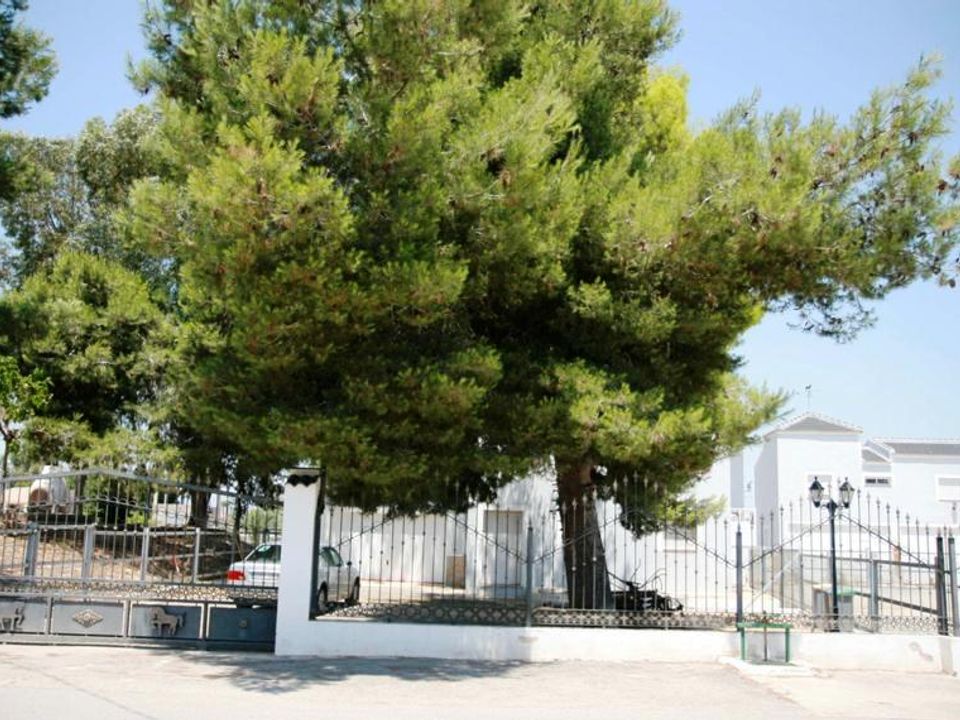 Cortijo i Dolores, Alicante - foto 3